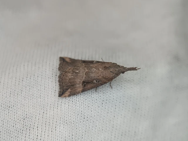 Hypena rostralis - közönséges karcsúbagoly