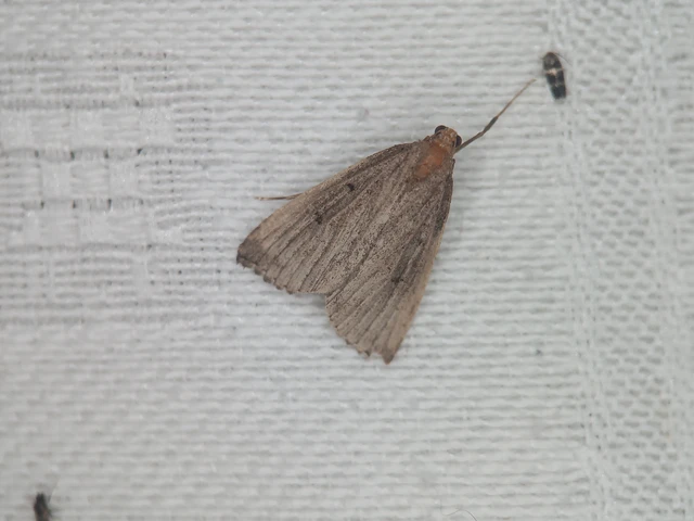 Hypena rostralis - közönséges karcsúbagoly