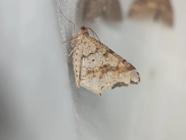 Macaria alternata - közönséges szürkearaszoló
