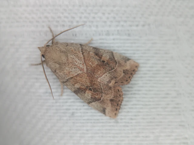Cosmia trapezina - közönséges lombbagoly