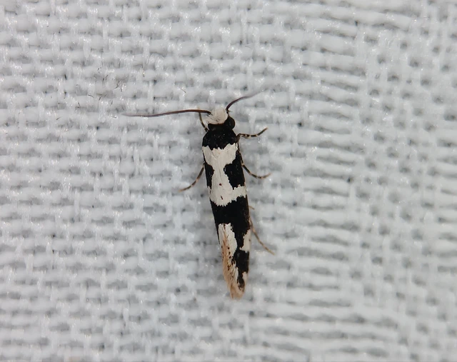 Neurothaumasia ankerella - magyarmoly
