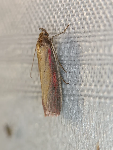 Oncocera semirubella - lucernamoly