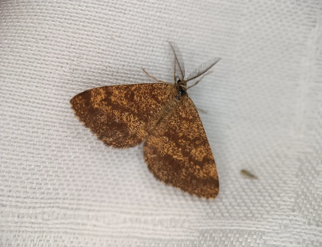 Ematurga atomaria - barna rétiaraszoló