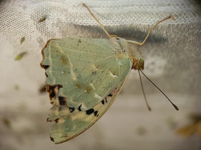 Argynnis pandora - zöldes gyöngyházlepke
