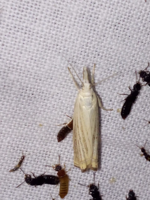 Chrysoteuchia culmella - kerti fűgyökérmoly