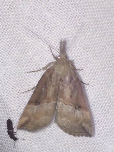 Hypena rostralis - közönséges karcsúbagoly