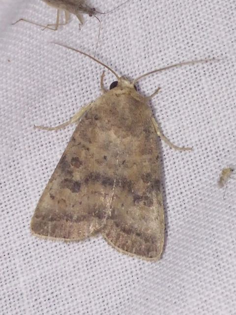 Hoplodrina octogenaria - barna selymesbagoly