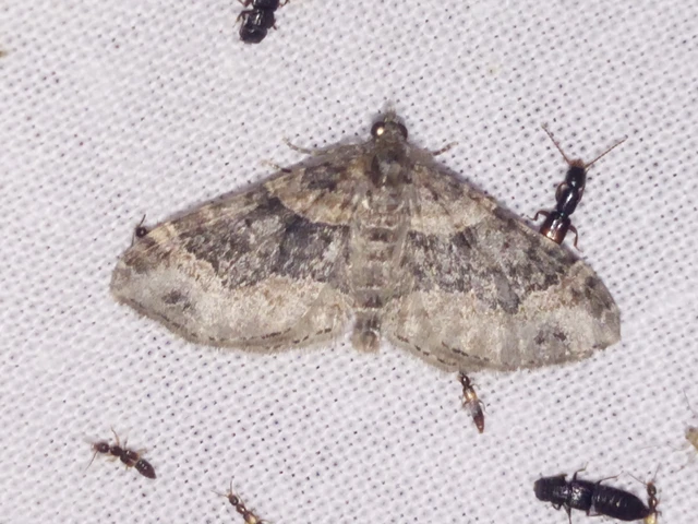 Xanthorhoe ferrugata - kerti tarkaaraszoló