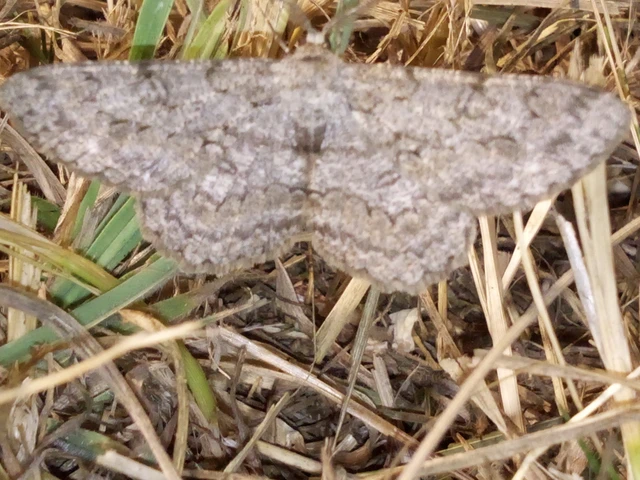 Hypomecis punctinalis - pettyes faaraszoló