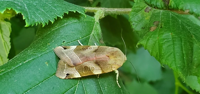 Noctua fimbriata - szélessávú sárgafűbagoly