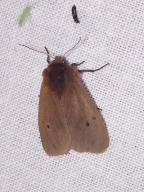 Phragmatobia fuliginosa - füstös medvelepke