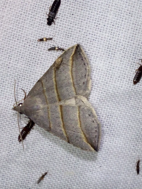 Colobochyla salicalis - háromsávos törpebagoly