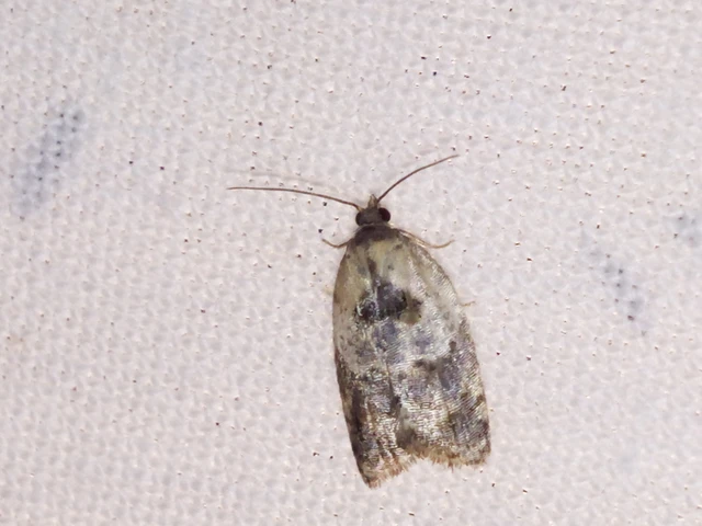 Acleris variegana - tarka levélmoly