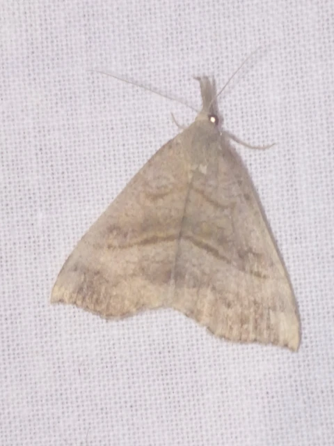 Hypena proboscidalis - ormányos karcsúbagoly