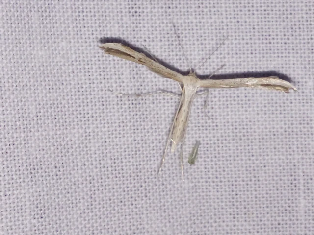 Emmelina monodactyla/argoteles