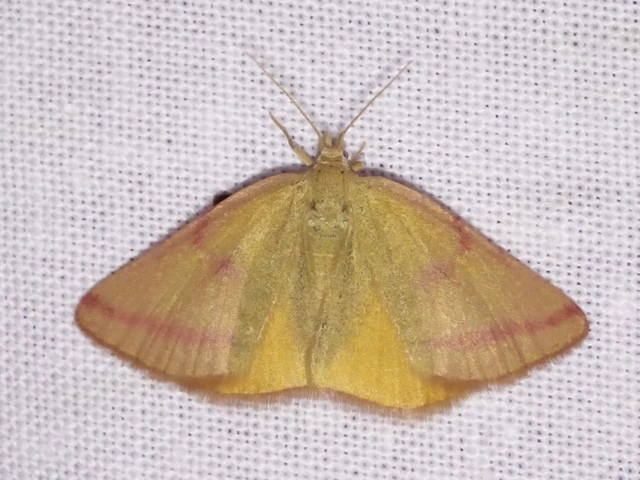 Lythria purpuraria - bíborsávos araszoló