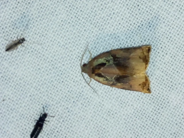 Celypha rivulana - dudvasodró tükrösmoly