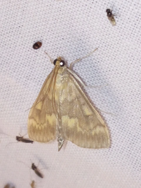 Ostrinia nubilalis - kukoricamoly