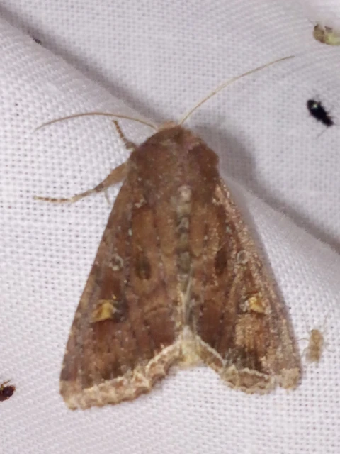 Lacanobia oleracea - saláta-kertibagoly