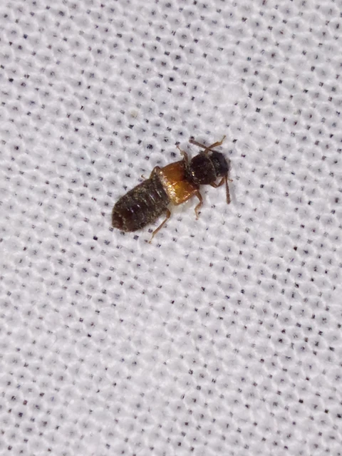 Anotylus rugosus - rovátkáshátú korhóholyva Anotylus rugosus - rovátkáshátú korhóholyva