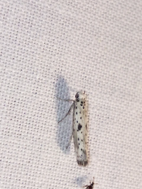 Yponomeuta plumbella - pókhálós bengemoly