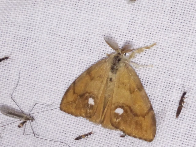 Orgyia antiqua - rozsdabarna kisszövő