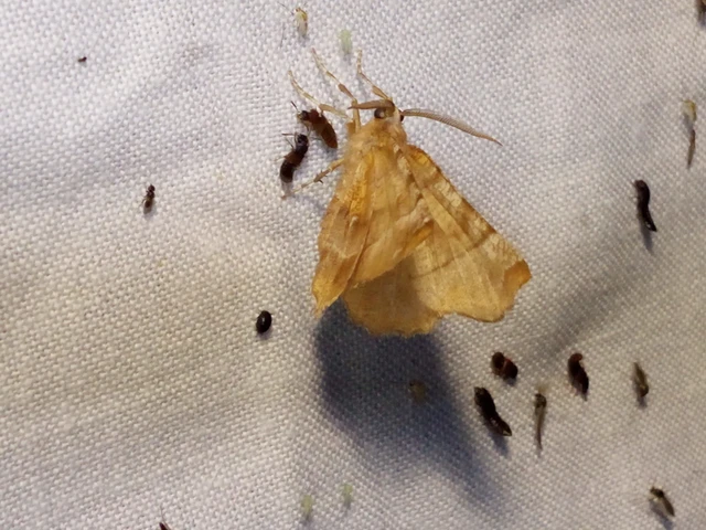 Selenia dentaria - kétfoltos holdasaraszoló