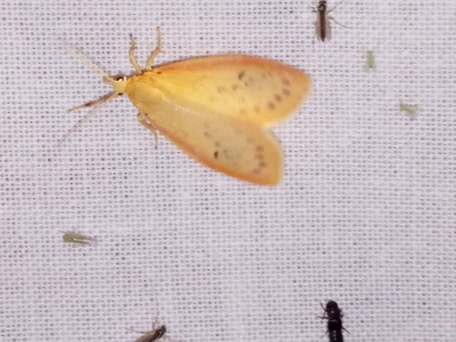 Miltochrista miniata - piros medvelepke