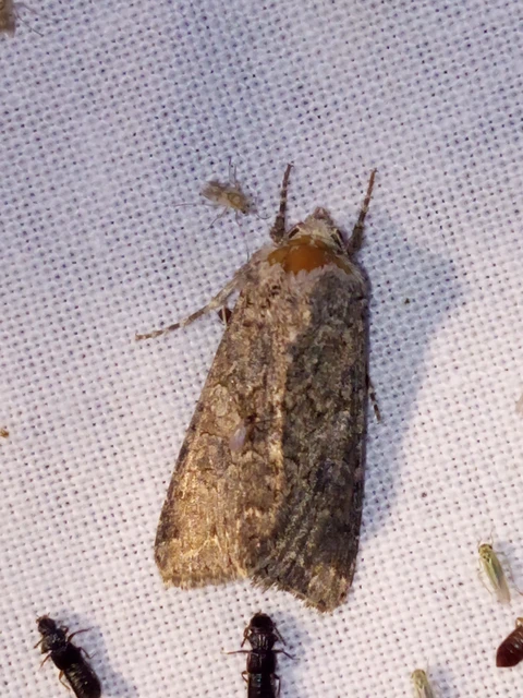 Hadula trifolii - lóherebagoly