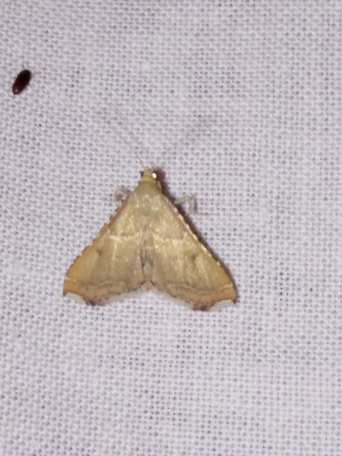 Endotricha flammealis - tüzesszárnyú fényilonca