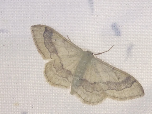Idaea aversata - nagy sávosaraszoló