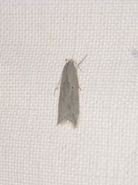Brachmia inornatella - nádrágó lápimoly