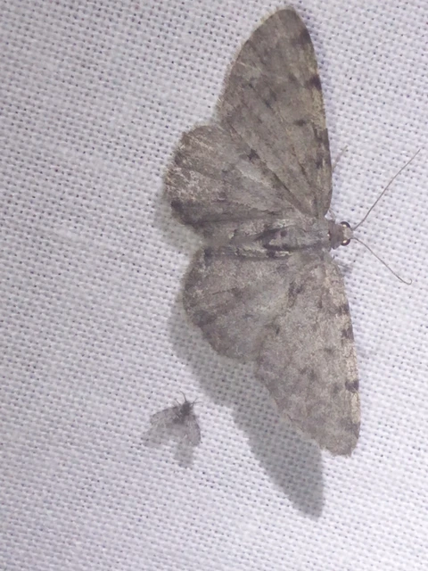 Aethalura punctulata - szürke égeraraszoló
