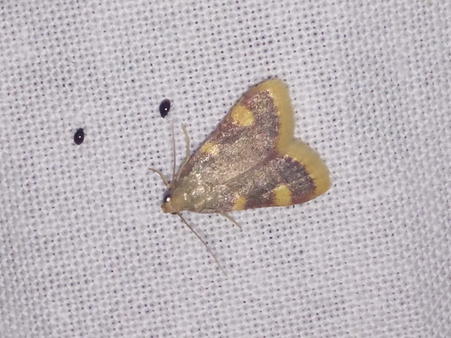 Hypsopygia costalis - szénailonca