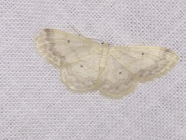 Idaea biselata - mocsári sávosaraszoló