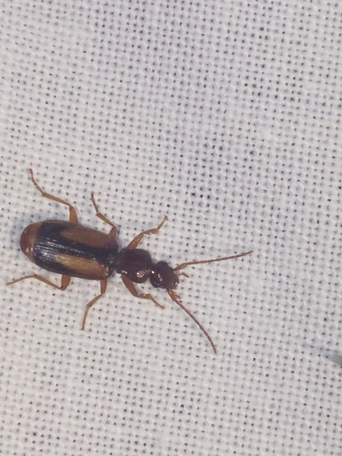 Polistichus connexus - barna sutafutó