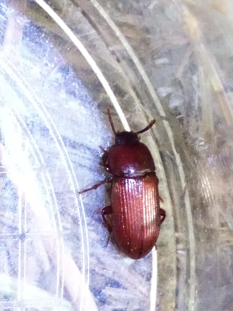 Uloma