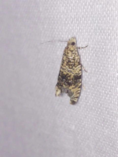 Celypha lacunana - vízparti tükrösmoly