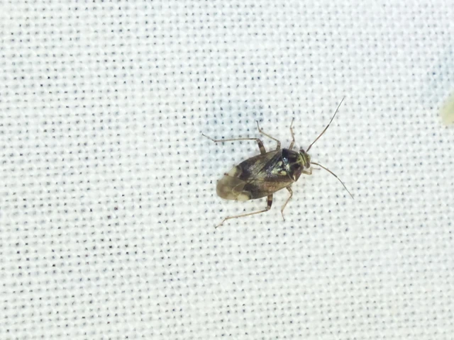 Lygus rugulipennis - molyhos mezeipoloska