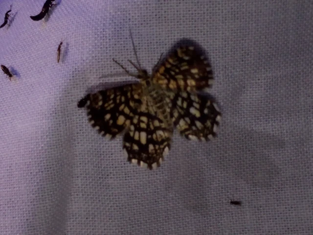 Chiasmia clathrata - rácsos rétiaraszoló