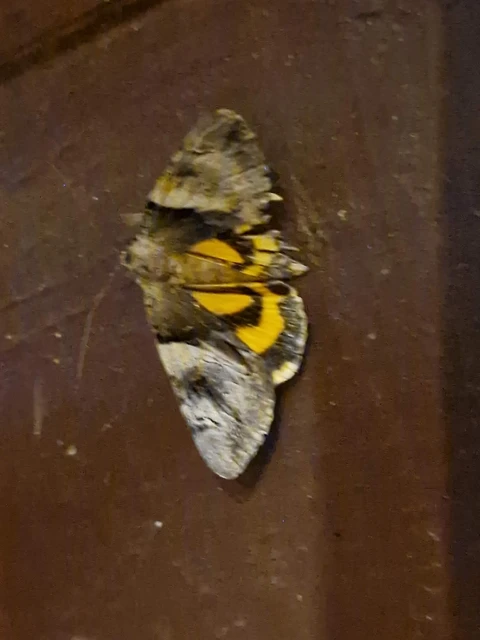 Catocala fulminea - galagonya-övesbagoly