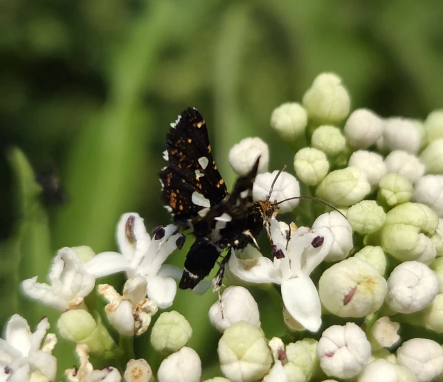 Thyris fenestrella - gyakori ablakosmoly