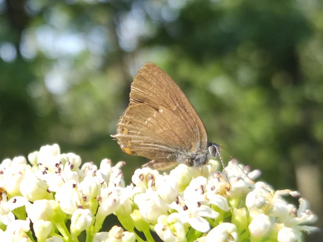 Satyrium ilicis - tölgyfa-csücsköslepke