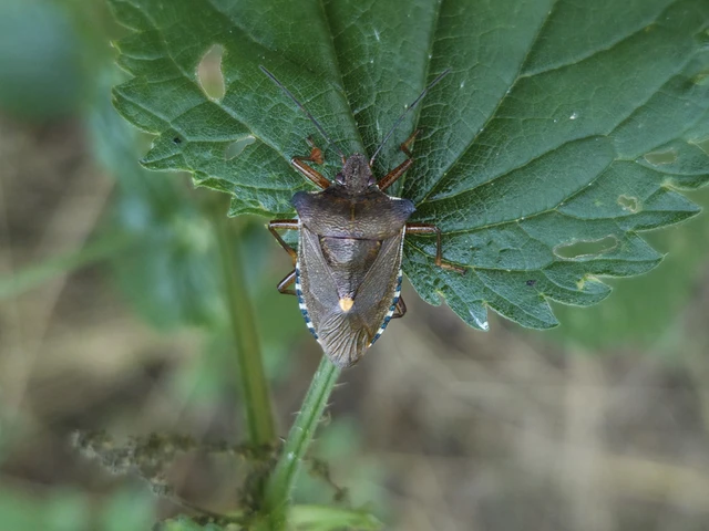 Pentatoma rufipes - vöröslábú címerespoloska Pentatoma rufipes - vöröslábú címerespoloska
