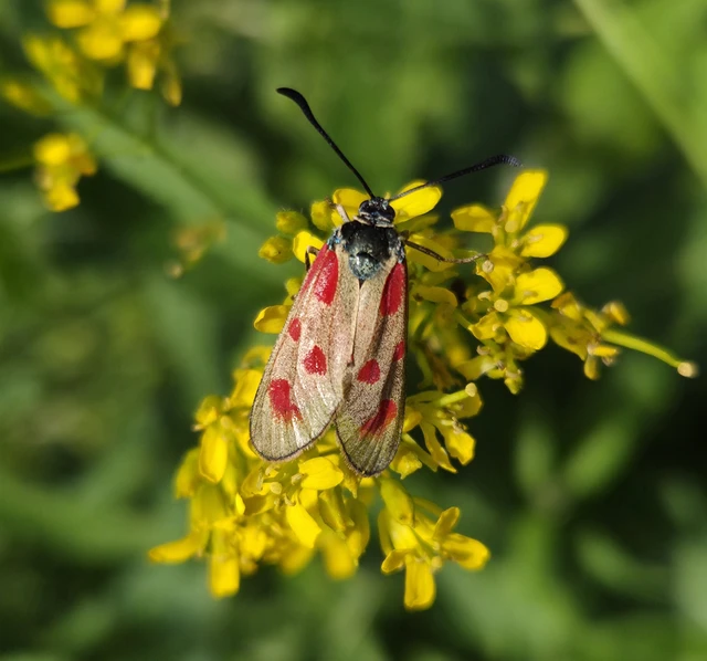 Zygaena loti - közönséges csüngőlepke