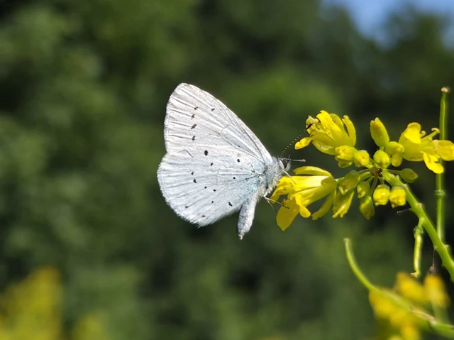 Celastrina argiolus - bengeboglárka