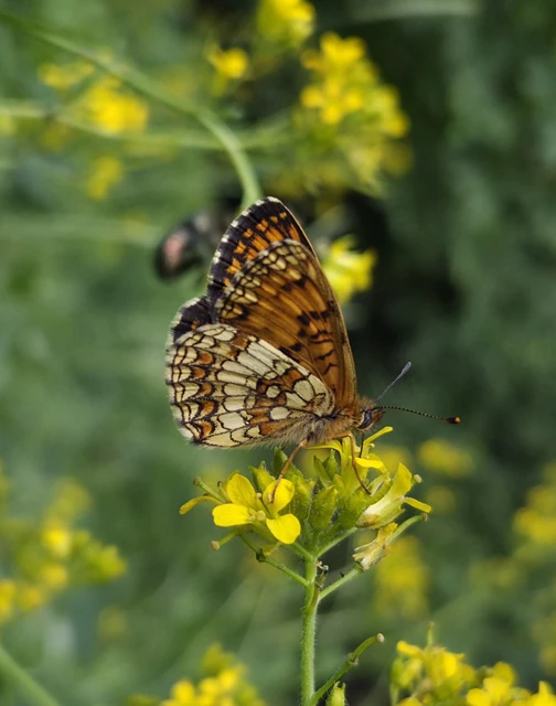 Melitaea athalia - közönséges tarkalepke