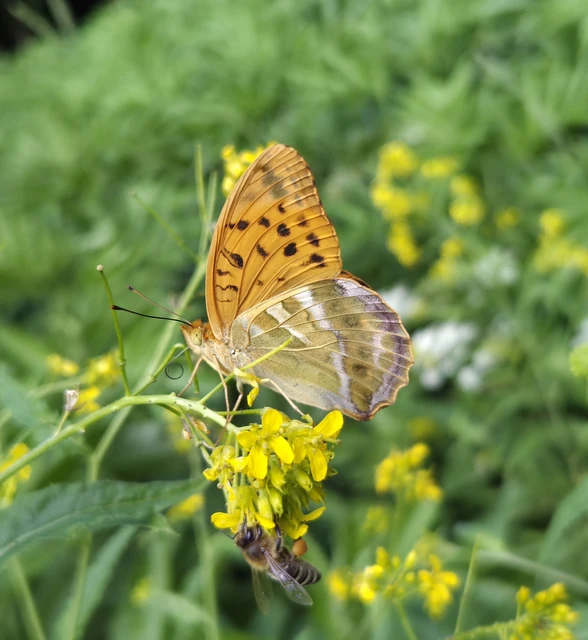 Argynnis paphia - nagy gyöngyházlepke