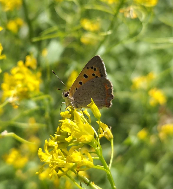Lycaena phlaeas - közönséges tűzlepke Lycaena phlaeas - közönséges tűzlepke