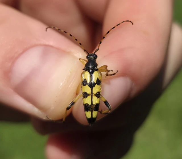 Rutpela maculata - tarkacsápú karcsúcincér Rutpela maculata - tarkacsápú karcsúcincér